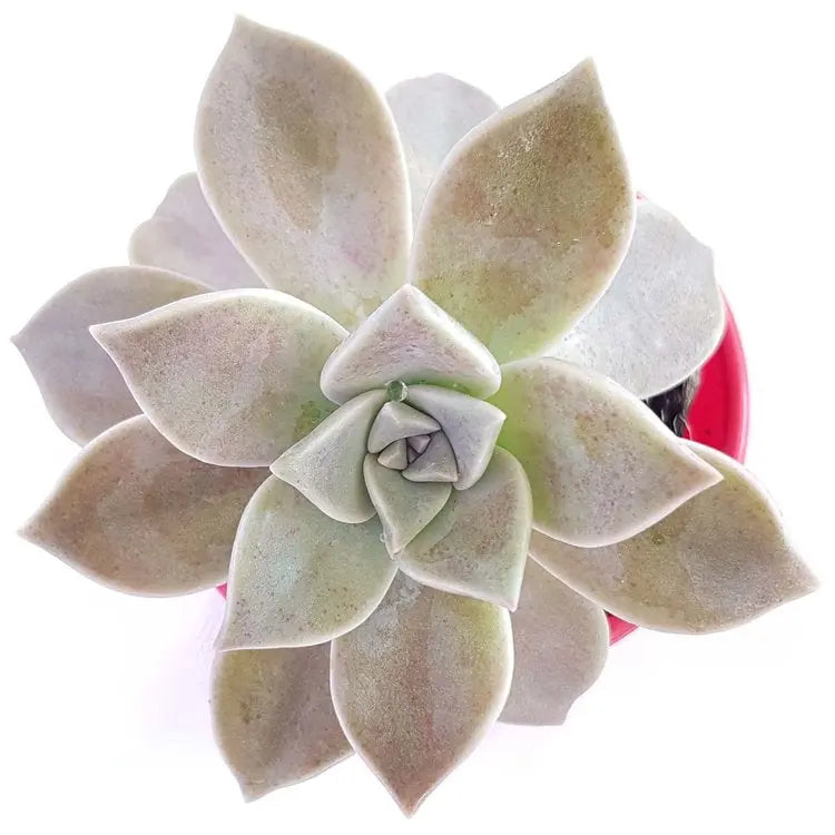 Graptopetalum Paraguayense 130mm My Store