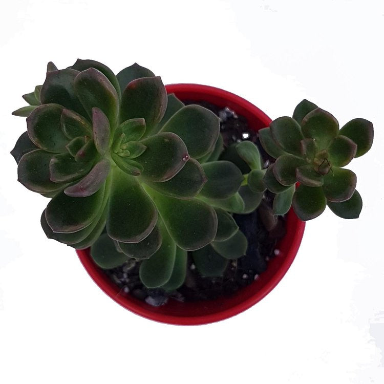 Graptosedum Nova My Store