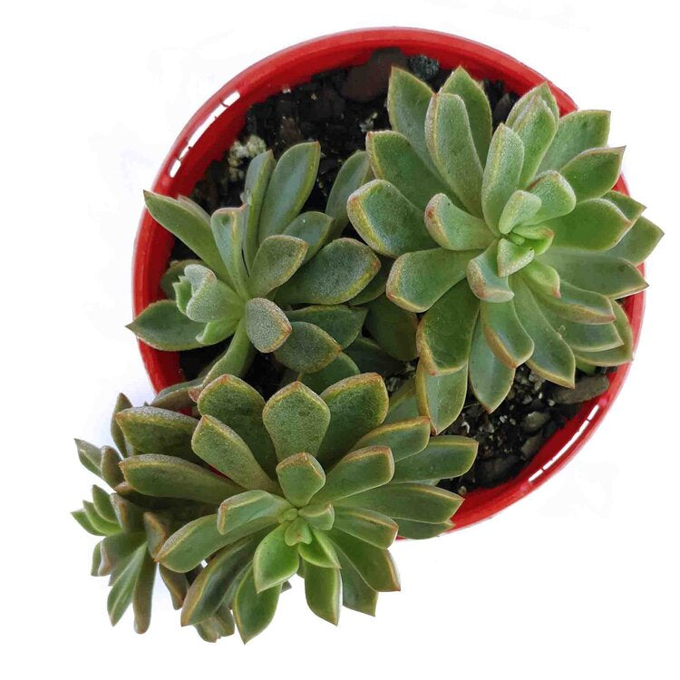 Graptoveria Cygnus 130mm