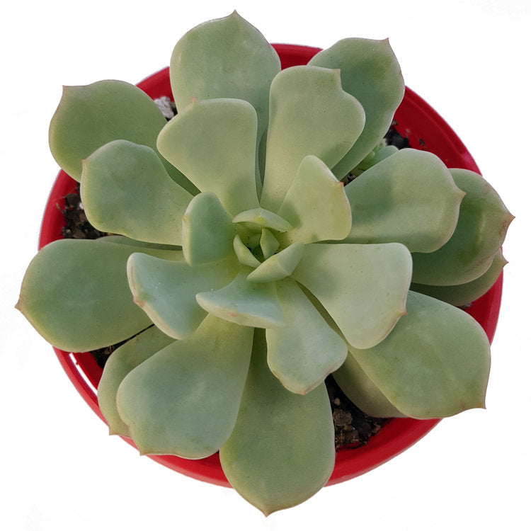 Graptoveria Moonglow My Store