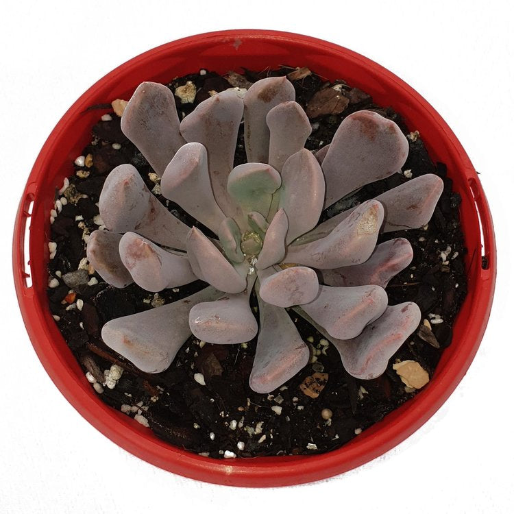 Graptoveria 'Lilac spoons' Topsy Debbie My Store