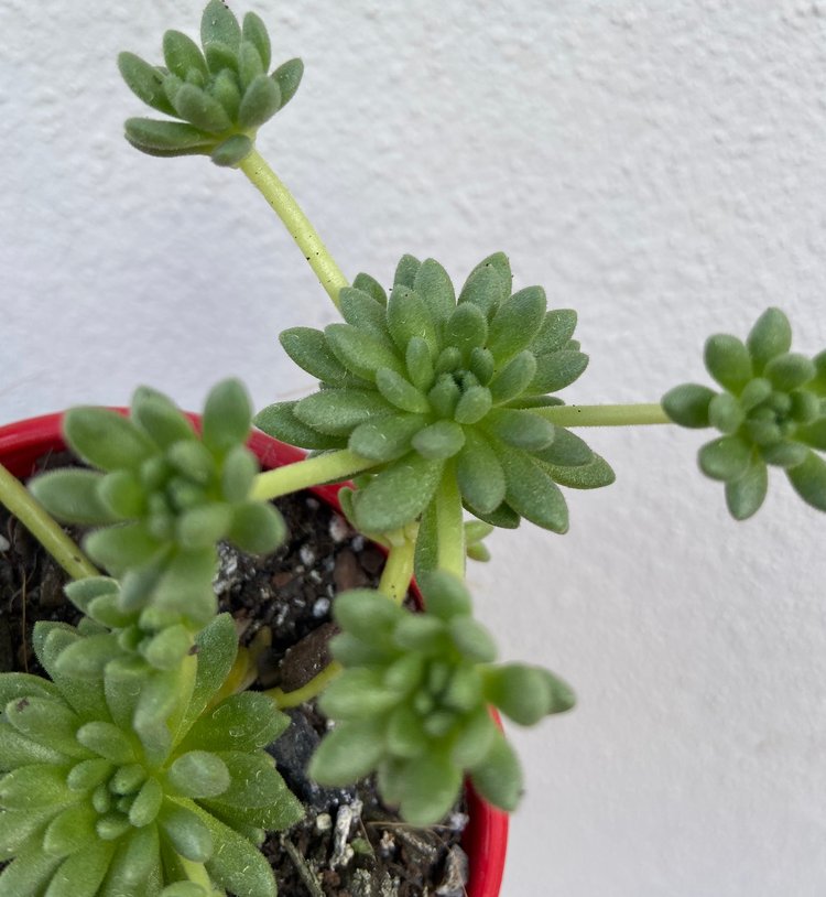 Sedum Hirsutum (Hairy Stonecrop)