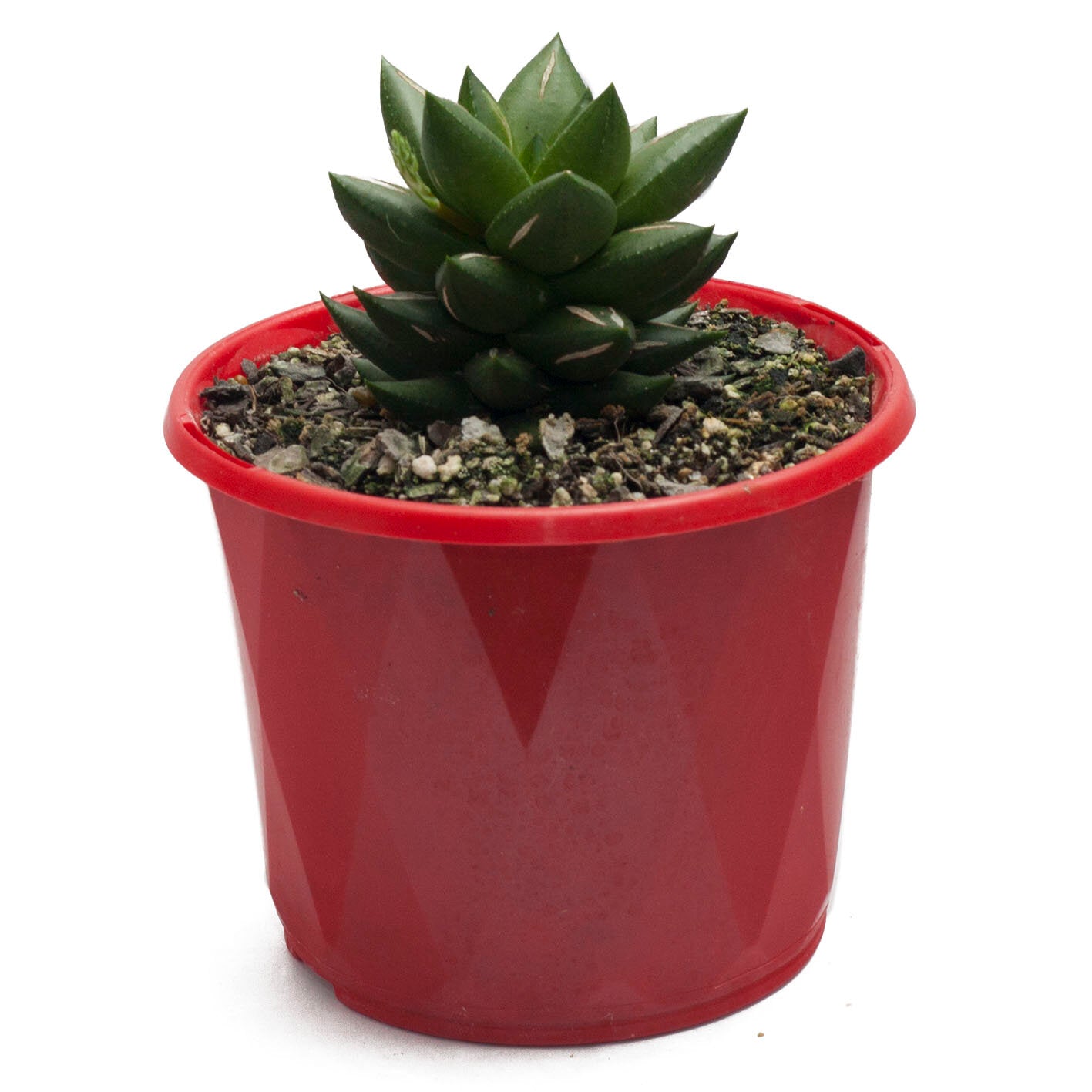 Haworthia 130mm