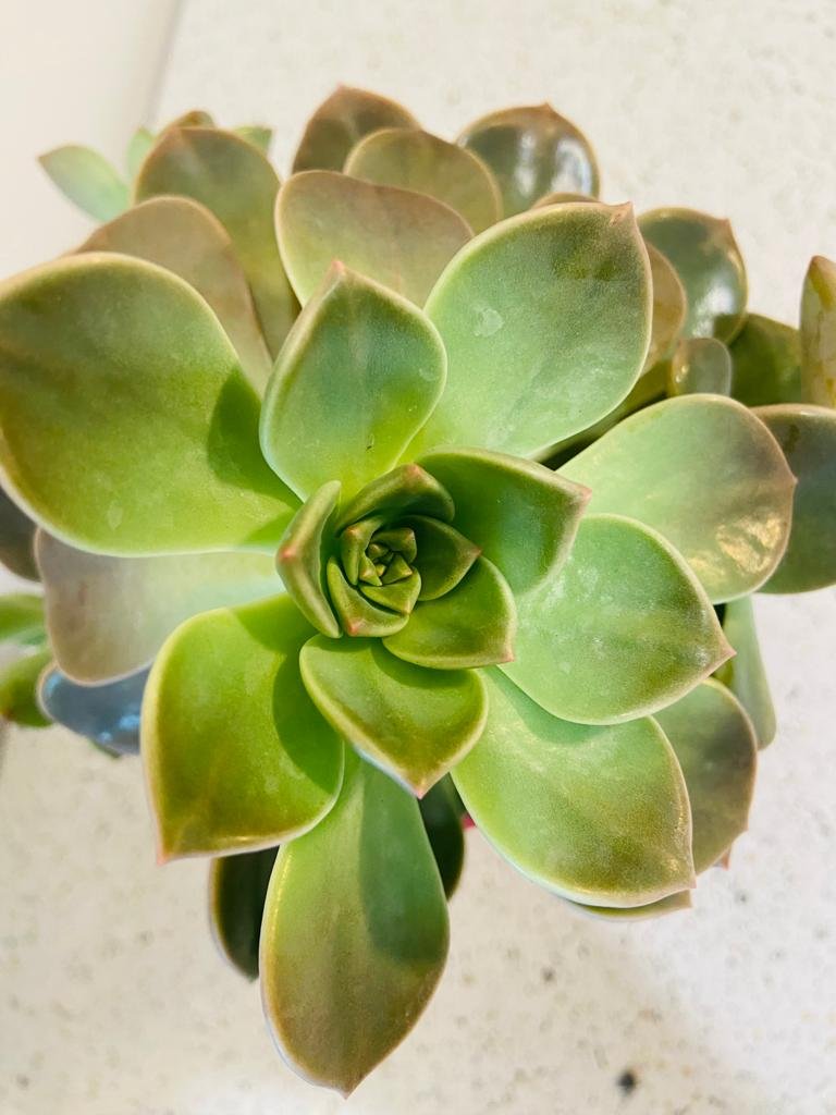 Graptopetalum Rusbyi (Ghost Plant" or "Mother of Pearl Plant) 130mm