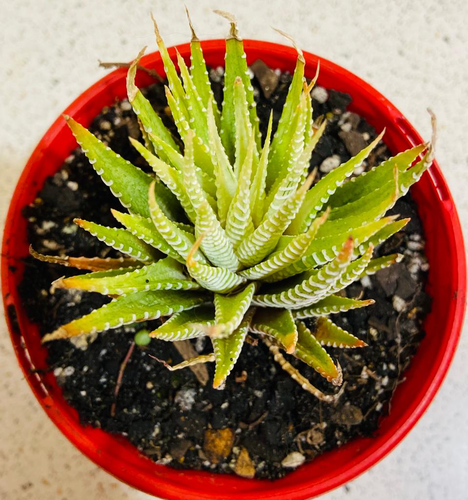 Haworthia Attenuata Variegated 130mm