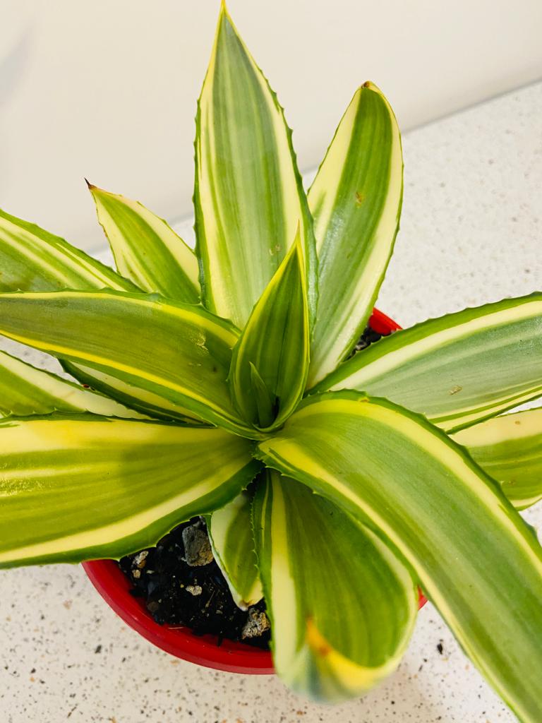Agave Joe Hoak My Store