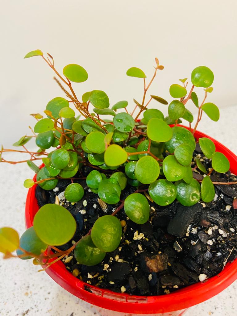 Peperomia Pepperspot