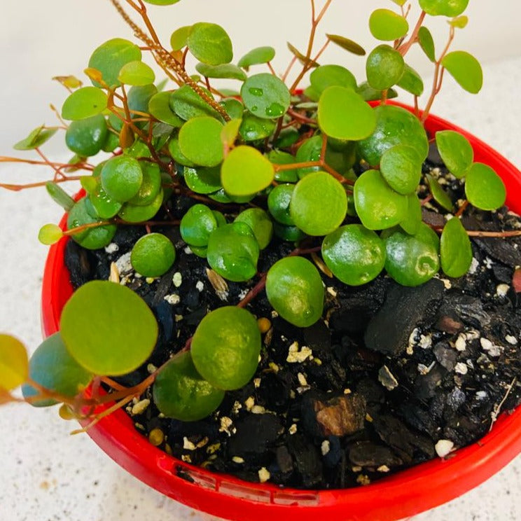 Peperomia Pepperspot