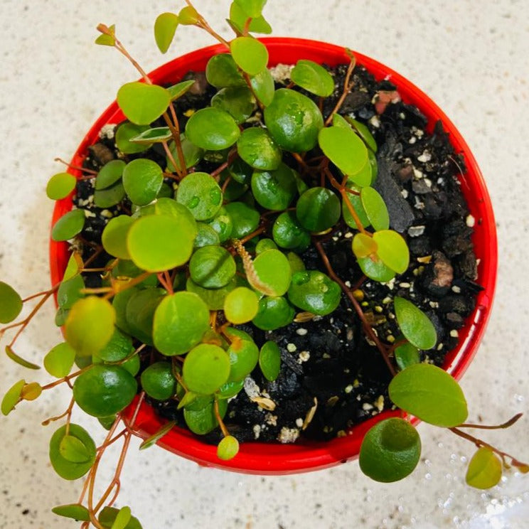 Peperomia Pepperspot