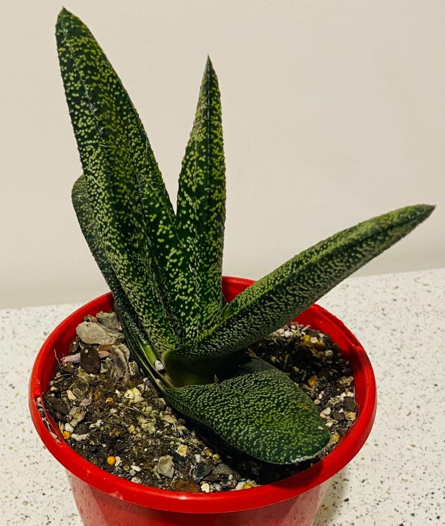 Gasteria Batesiana
