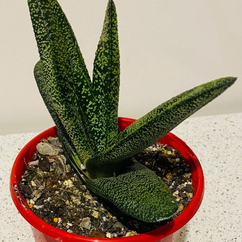 Gasteria Batesiana-130mm