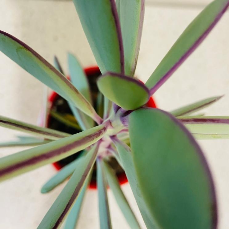 vertical leaf succulent Senecio Crassicautrs ( Vertical Leaf Senecio) 130mm – Succulents World