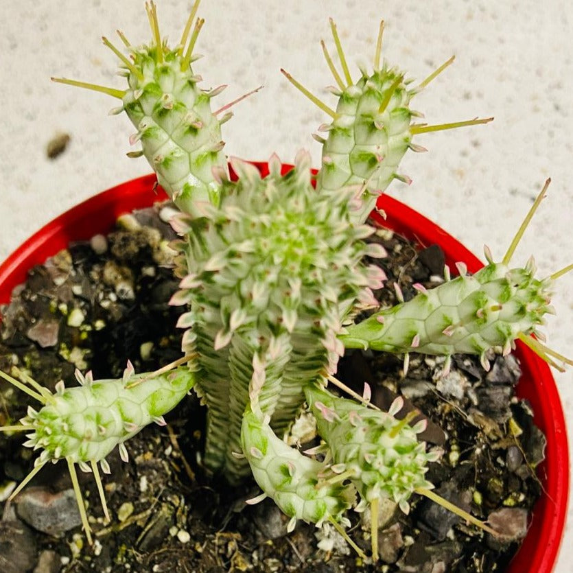 Euphorbia Mamillaris Variegated - 130mm