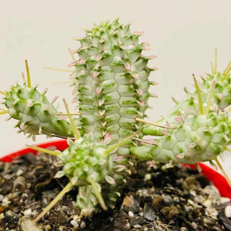 Euphorbia Mamillaris Variegated - 130mm