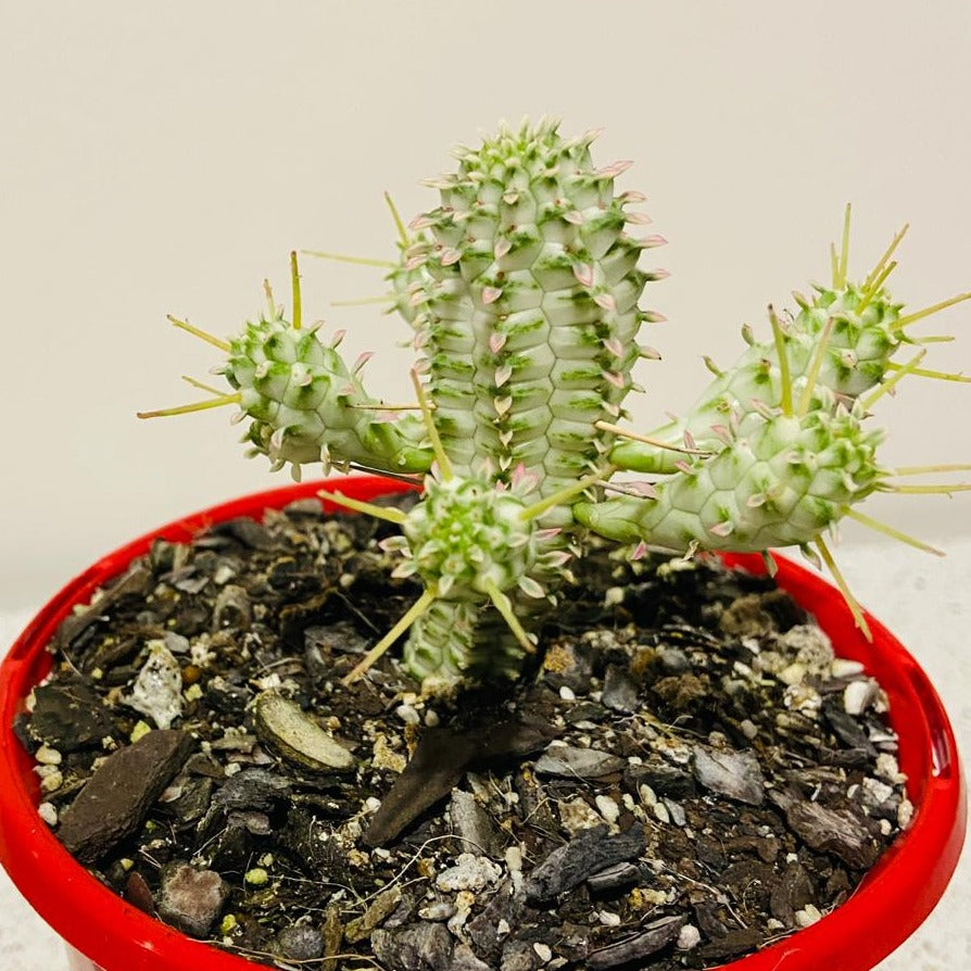 Euphorbia Mamillaris Variegated - 130mm