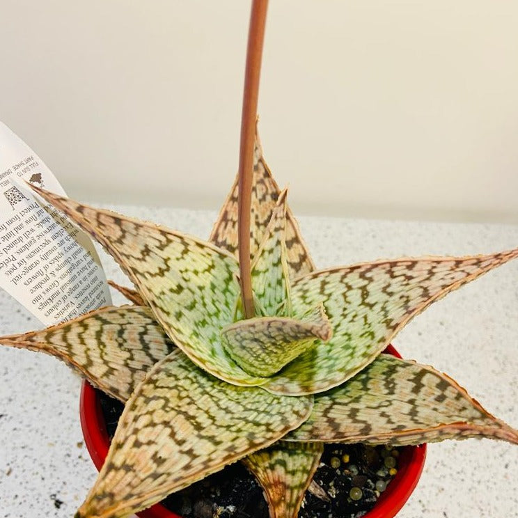 Aloe Hybrid Delta Lights 130mm