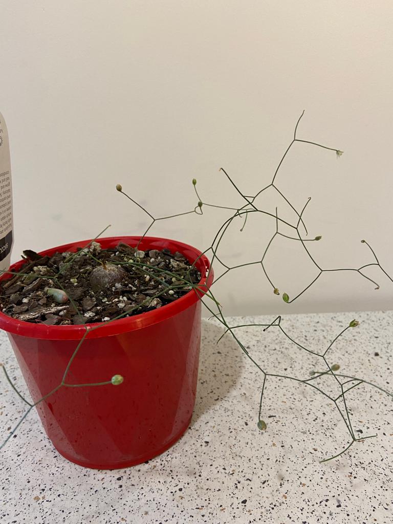 Drimia Intricata- Rare Bulbous Succulent My Store