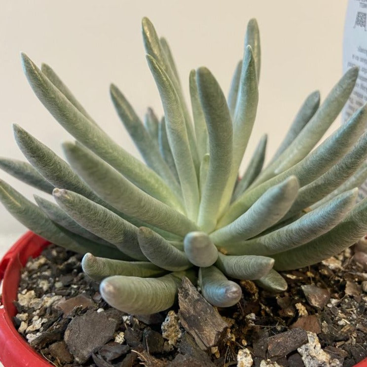 Senecio Scaposus 130mm