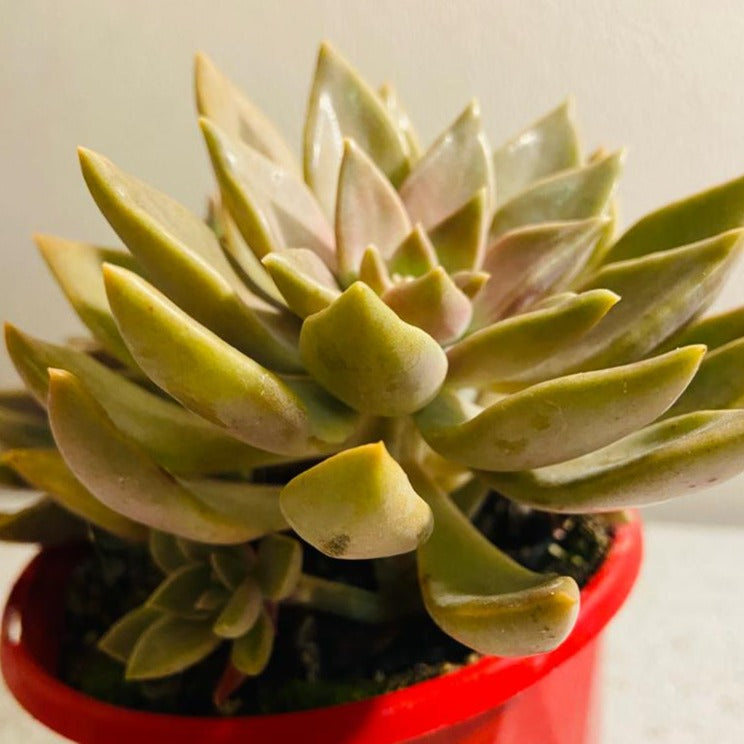 Graptoveria Bronzed Aussie 130mm