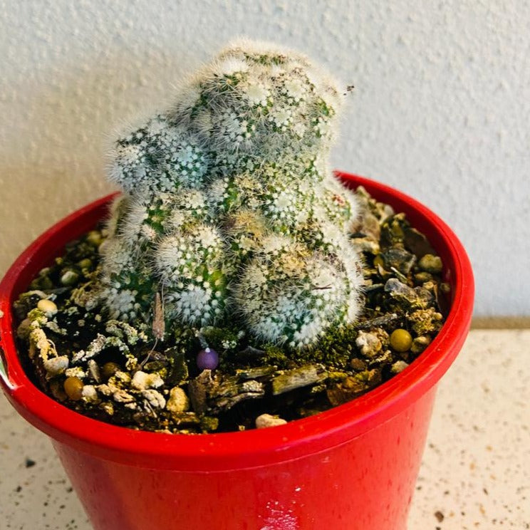 Cacti - Parodia Scopa Caespitosa