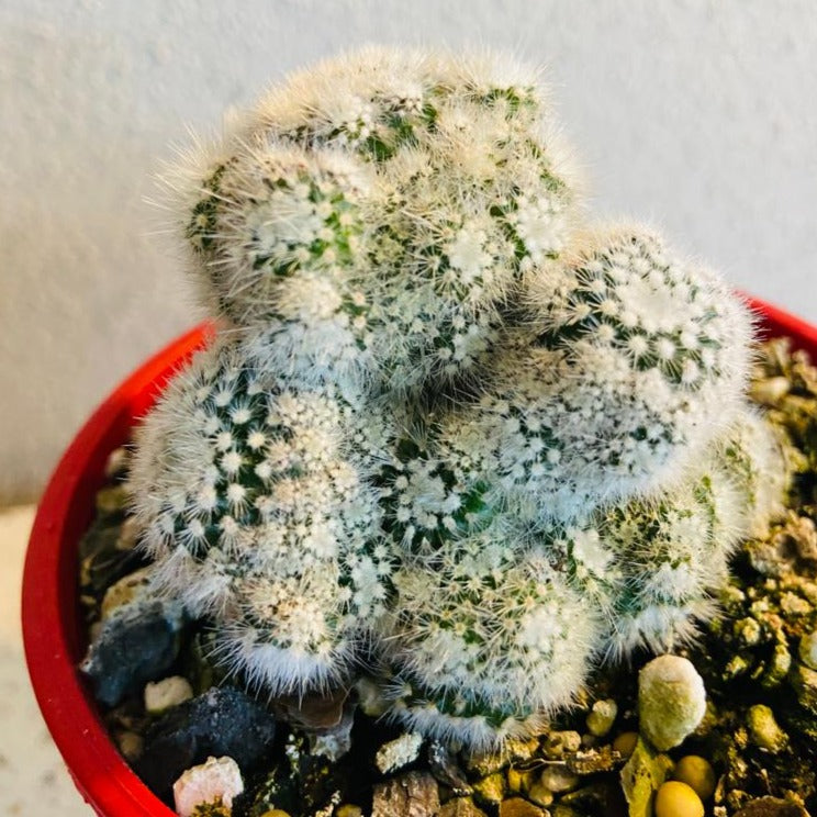 Cacti - Parodia Scopa Caespitosa