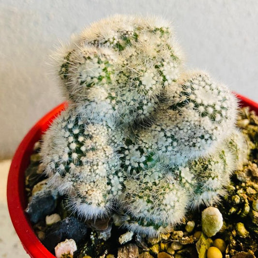 Cacti - Parodia Scopa Caespitosa