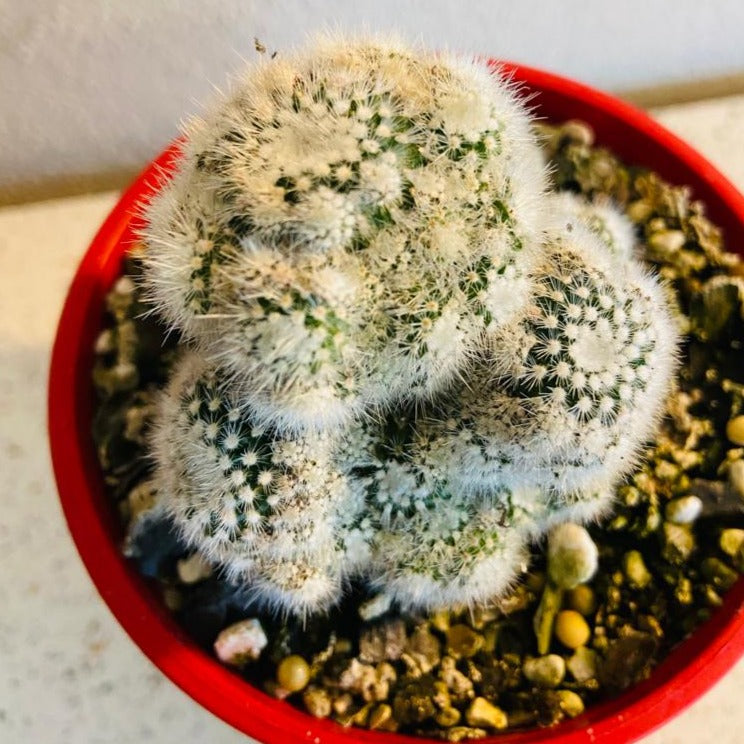 Cacti - Parodia Scopa Caespitosa
