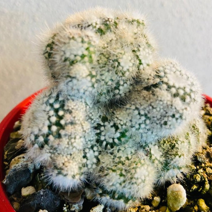 Cacti - Parodia Scopa Caespitosa