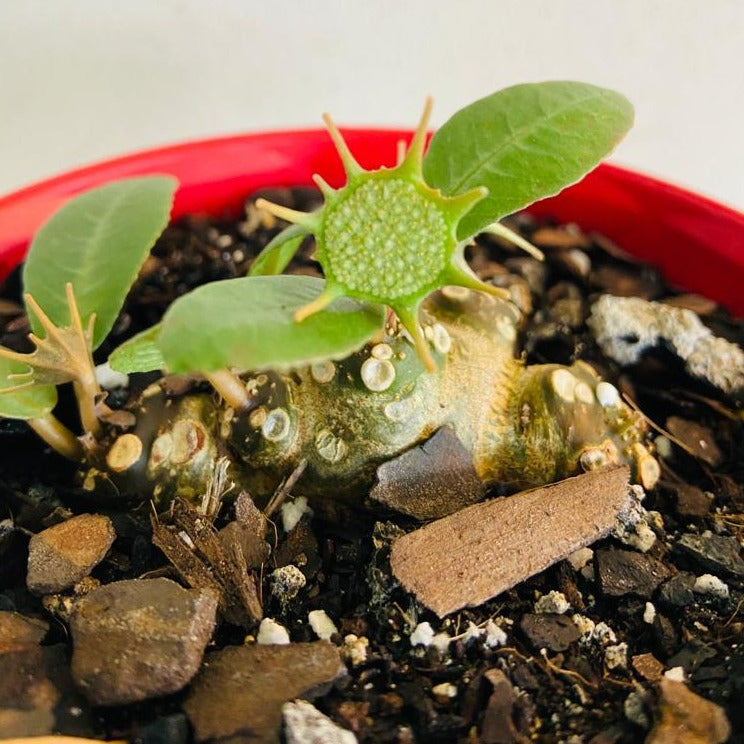 Dorstenia Foetida