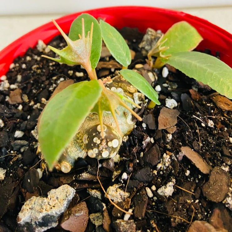 Dorstenia Foetida