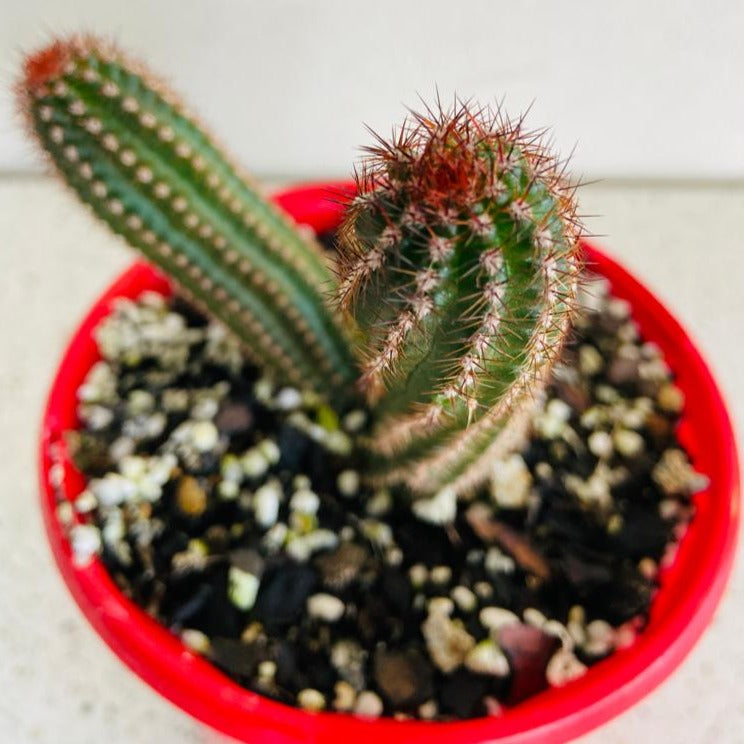 Cacti - Chamaecereus Peanut Cactus Hot Pink