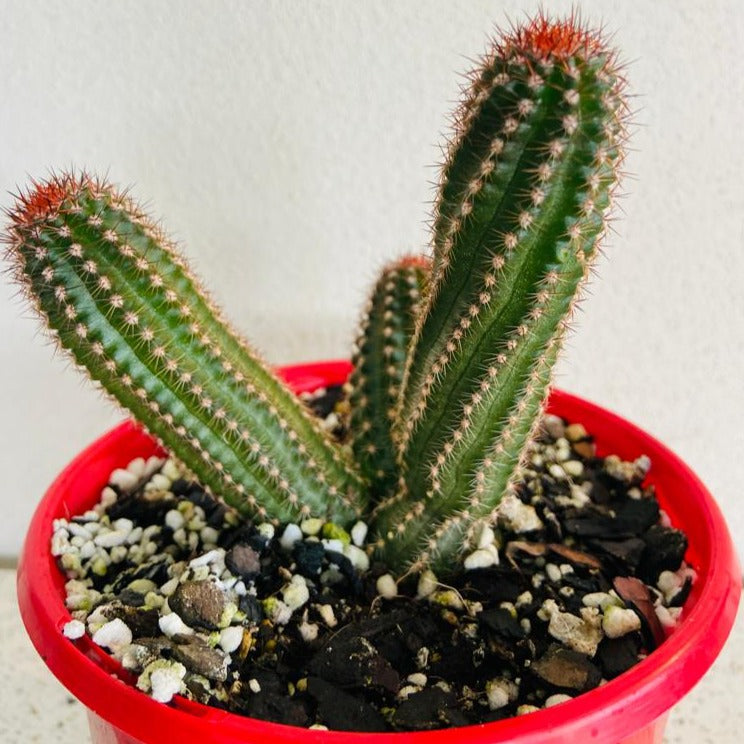 Cacti - Chamaecereus Peanut Cactus Hot Pink