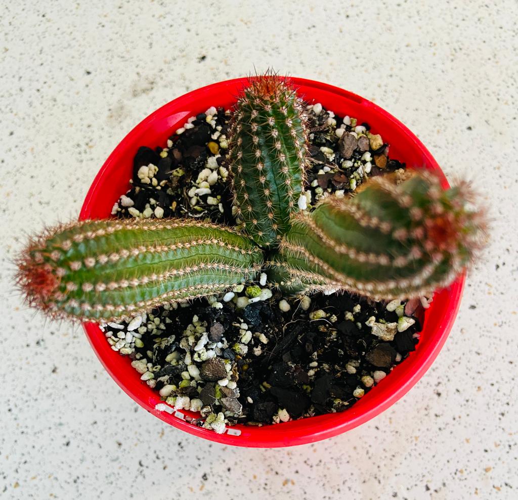 Cacti - Chamaecereus Peanut Cactus Hot Pink