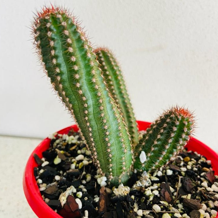 Cacti - Chamaecereus Peanut Cactus Hot Pink