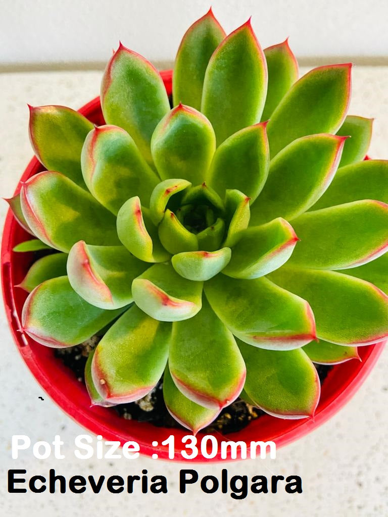 Echeveria Value Buster Pack - 2