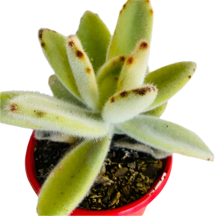 hairy succulents Kalanchoe Tomentosa Big Hairy 130mm – Succulents World