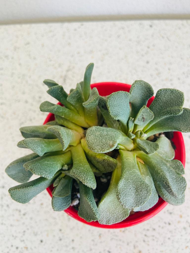 Aloinopsis Rosulatum 80mm