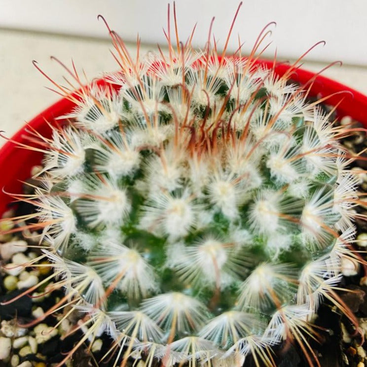 Cacti - Pincushion Cactus Mammillaria Bombycinia