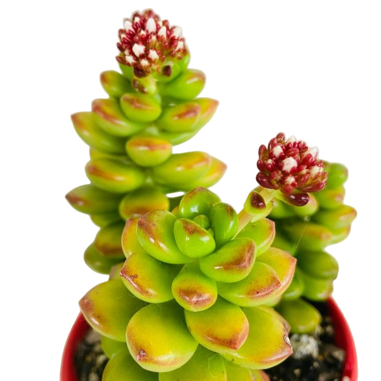 Sedum Lucidium Giant Jelly Bean #1