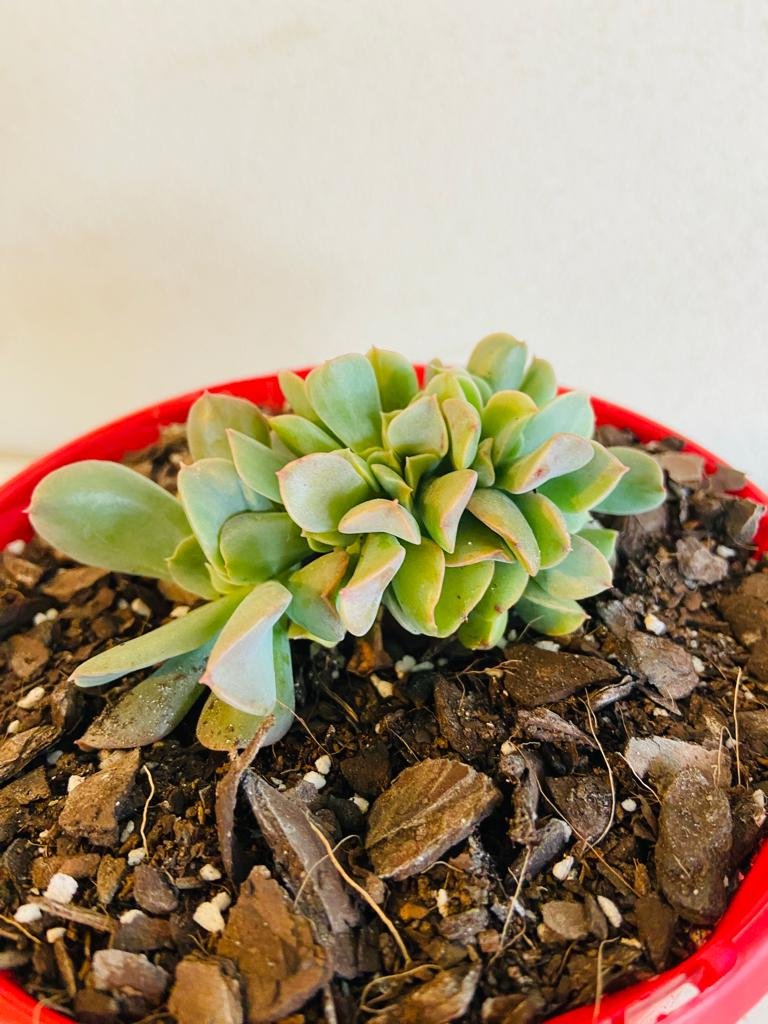 Echeveria Dark Vader Crested 130mm