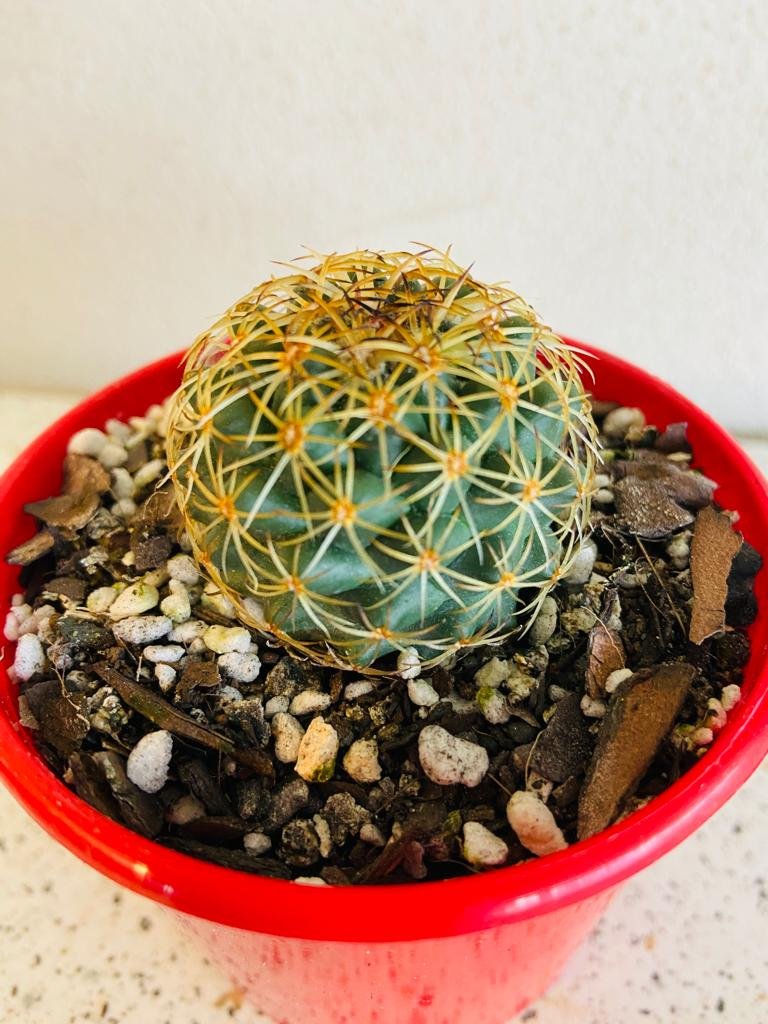 Cacti - Pincushion Cactus Mammillaria Blossfeldiana