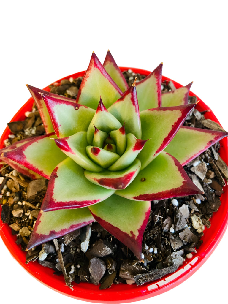 Echeveria Ebony