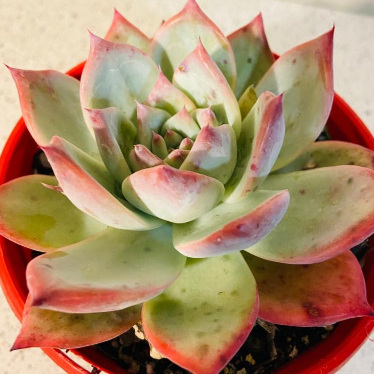 Echeveria Colorata
