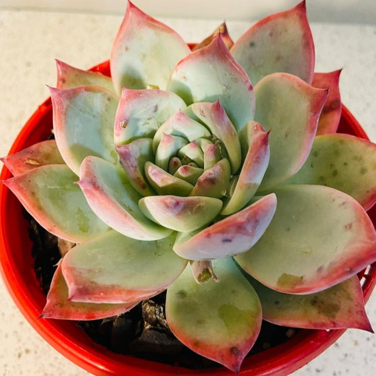 Echeveria Colorata