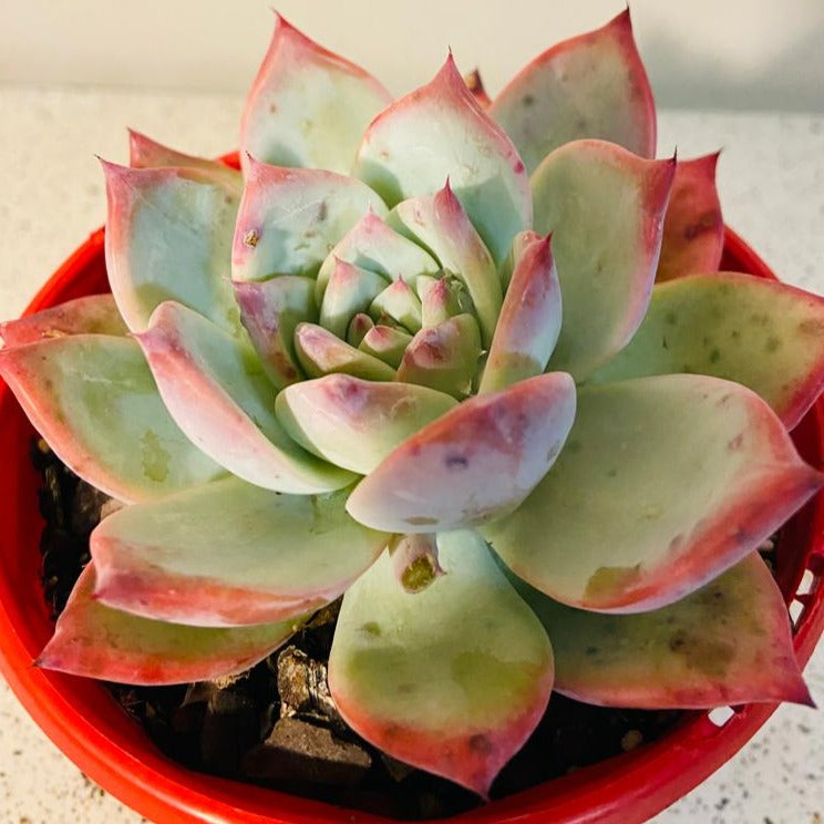 Echeveria Colorata