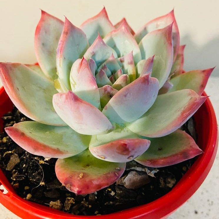 Echeveria Colorata