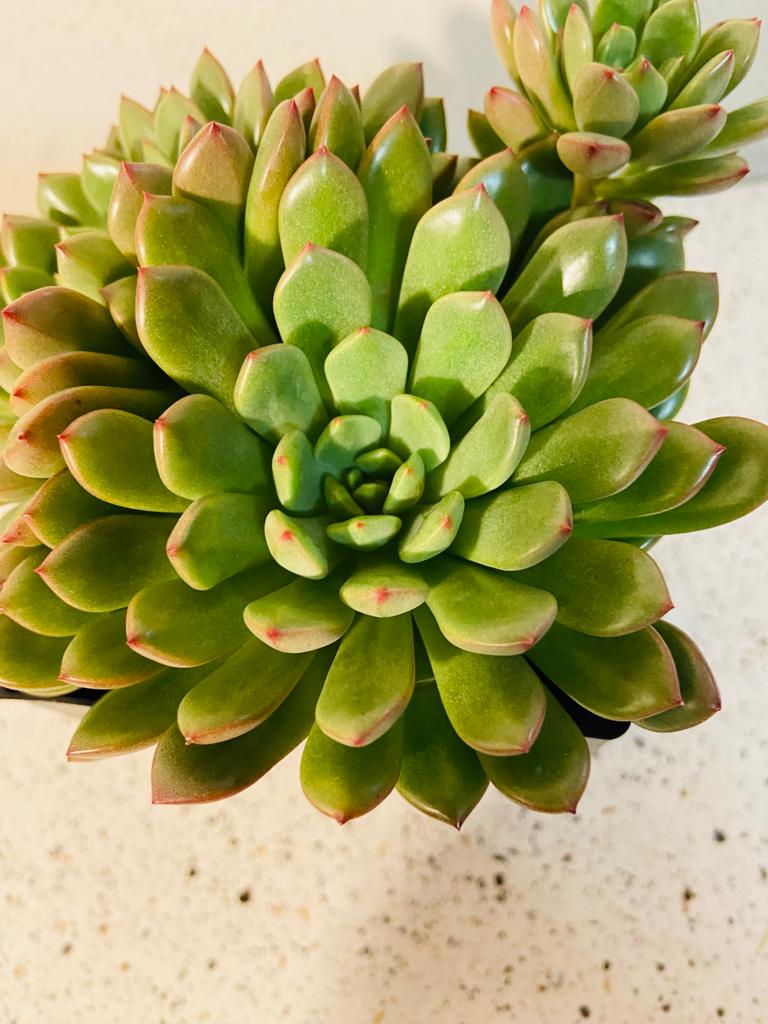 Graptoveria Pink Ruby My Store