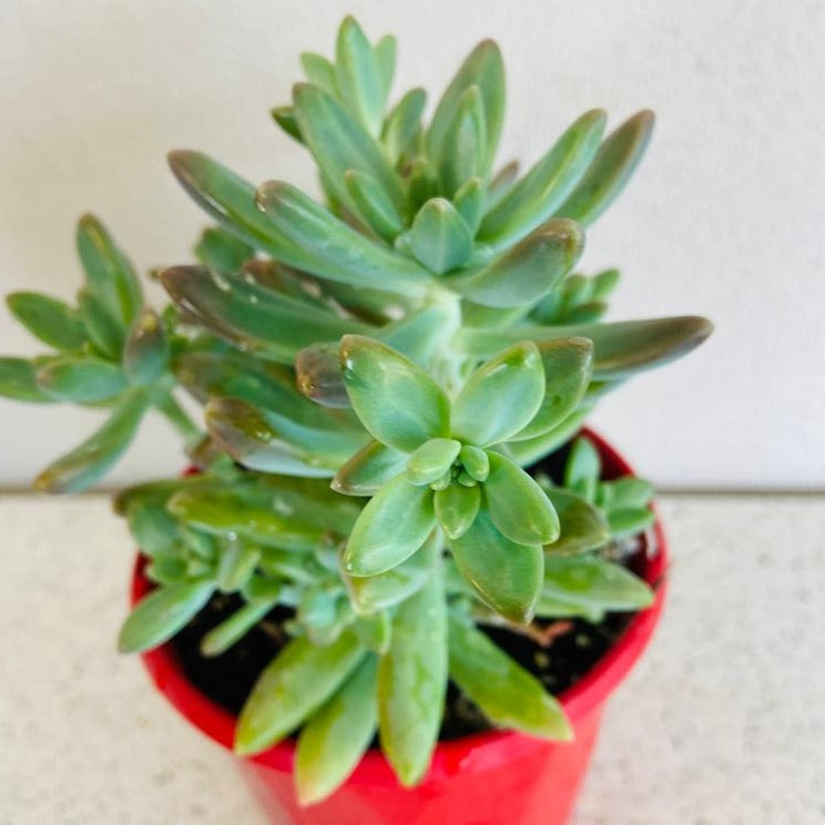 Graptosedum Coralee 130mm