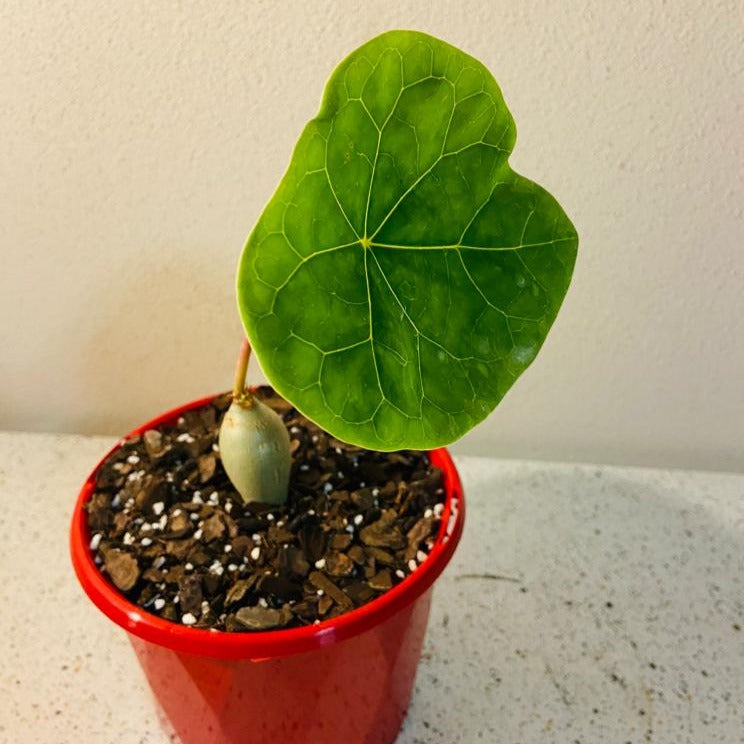 Jatropha Podagrica "Buddha's Belly" Plant