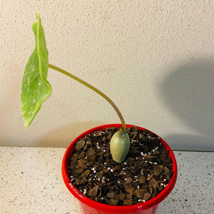 Jatropha Podagrica "Buddha's Belly" Plant 130mm